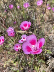 Clarkia gracilis sonomensis