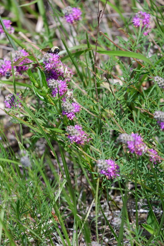 Image of Dalea gattingeri by (c) Bonnie Semmling, some rights reserved (CC BY)