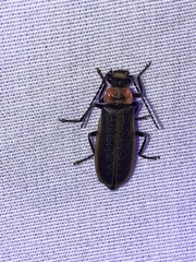 Podabrus brevicollis