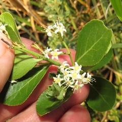 Gymnosporia markwardii