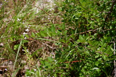 Forestiera ligustrina