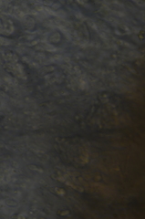 Acarospora nodulosa
