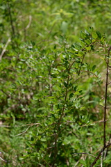 Forestiera ligustrina