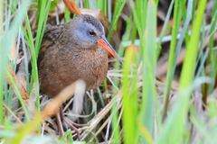 Virginia Rail photo 5