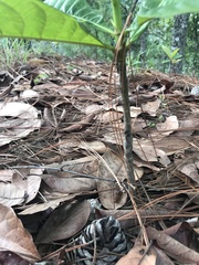 Genipa