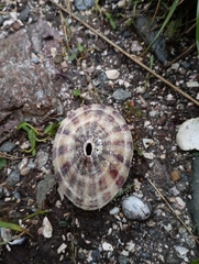 Fissurella maxima