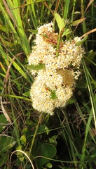 Gymnosporia markwardii