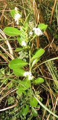 Gymnosporia markwardii