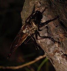 Proctacanthus milbertii