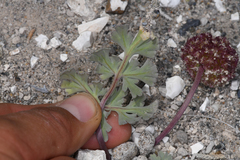 Cymopterus globosus
