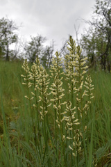 Astragalus arrectus