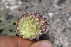 Cymopterus globosus