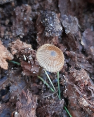 Entoloma readiae