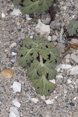 Cymopterus globosus