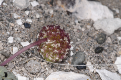 Cymopterus globosus