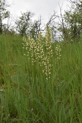 Astragalus arrectus