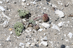 Cymopterus globosus