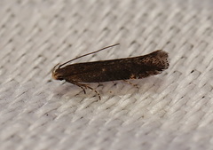 Aproaerema isoscelixantha