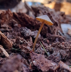 Entoloma readiae
