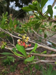 Byrsonima bucidaefolia