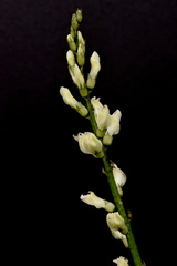 Astragalus arrectus