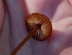 Entoloma readiae