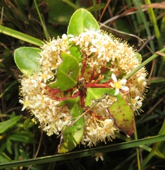 Gymnosporia markwardii