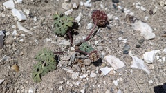 Cymopterus globosus
