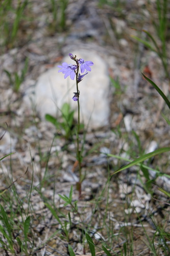 Image of Lobelia gattingeri by (c) Bonnie Semmling, some rights reserved (CC BY)