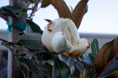 Magnolia