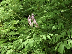 Corydalis scouleri