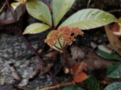 Tetrastigma rumicispermum