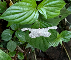 Catoria sublavaria