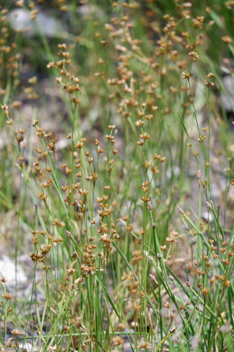 Ringseed rush (Juncus filipendulus)