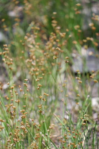 Image of Juncus filipendulus by (c) Bonnie Semmling, some rights reserved (CC BY)