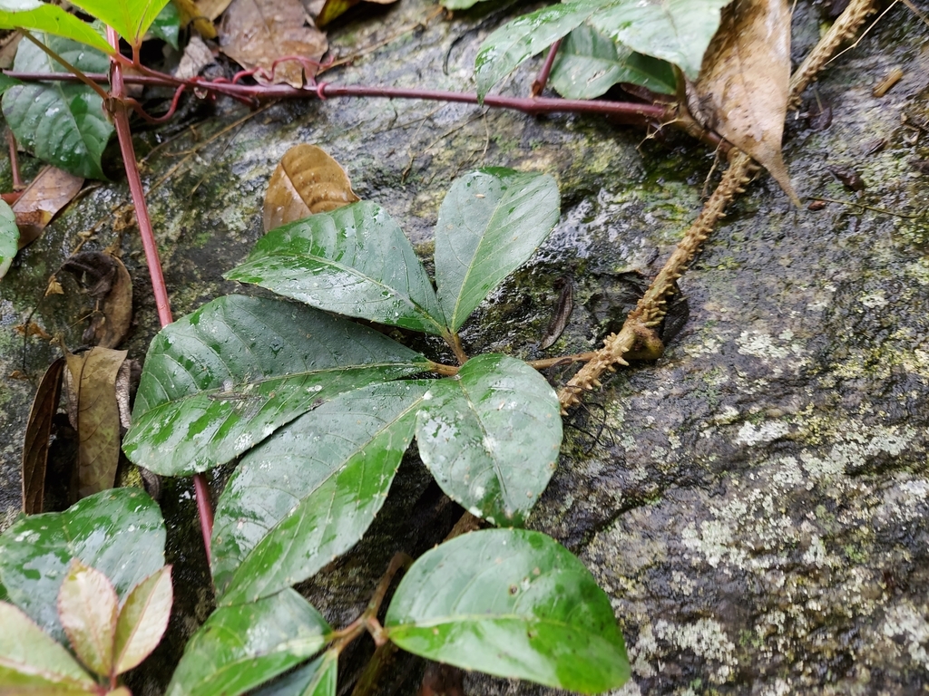 Tetrastigma rumicispermum (Tetrastigma rumicispermum)