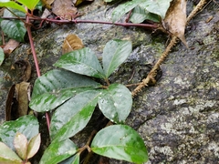 Tetrastigma rumicispermum