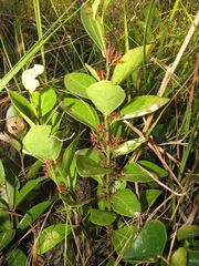 Gymnosporia markwardii