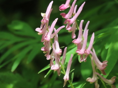 Corydalis scouleri