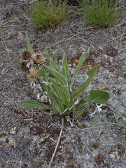 Pyrrocoma carthamoides