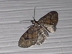Eupithecia palpata