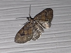 Eupithecia palpata