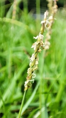 Zoysia matrella