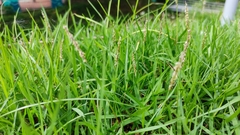 Zoysia matrella