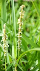 Zoysia matrella