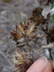 Pyrrocoma carthamoides
