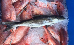 Rachycentron canadum