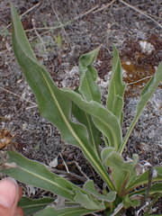 Pyrrocoma carthamoides