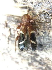 Phymatodes nitidus