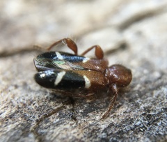 Phymatodes nitidus
